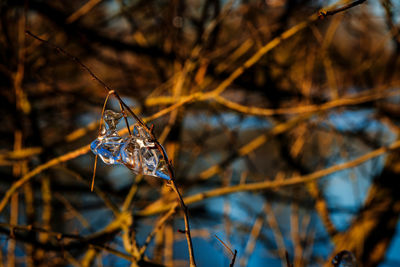 Icicles illuminated with sun rays