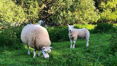 Sheep in a field