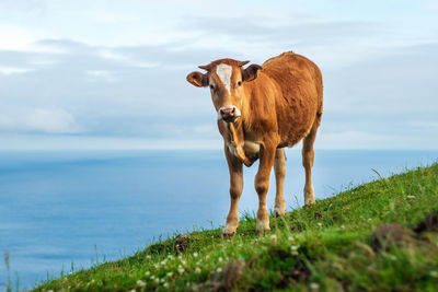 Cow standing in a field