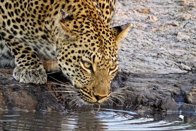 Close-up of a leopard drinking water