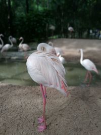 Close-up of bird in water