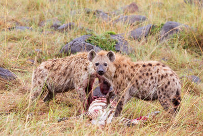 Portrait of lion eating grass