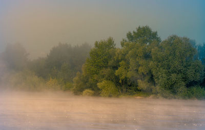 Trees by lake in forest