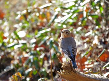 Close-up of bird perching on tree trunk