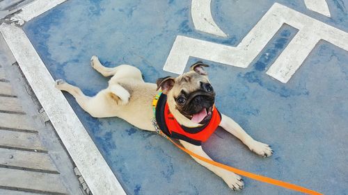 High angle portrait of dog