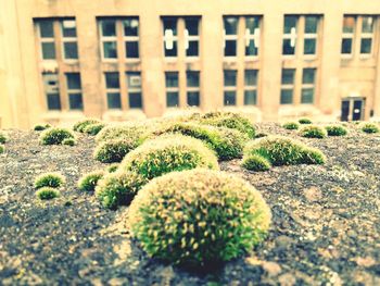 Plants growing on a wall