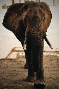 Close-up of elephant standing outdoors