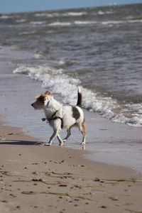 Dog running on beach