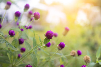 Close-up of purple flowering plants on field