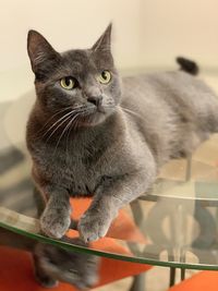 Close-up portrait of a cat