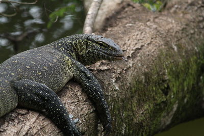 Close-up of lizard on rock