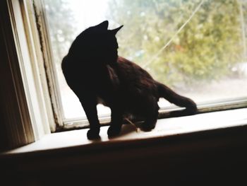 Close-up of dog on window