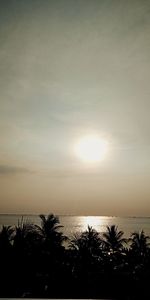 Silhouette of palm trees on beach at sunset