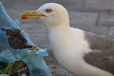 Close-up of seagull perching outdoors