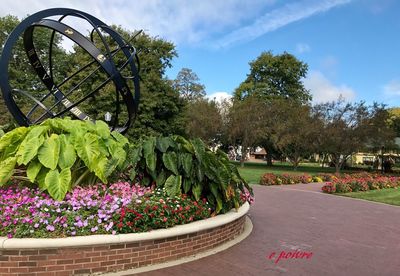 View of flowers in garden