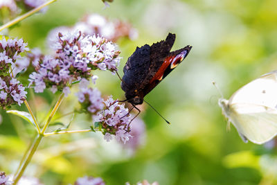 Close-up of butterfly pollinating on purple flower