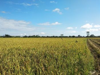 Scenic view of agricultural field against sky