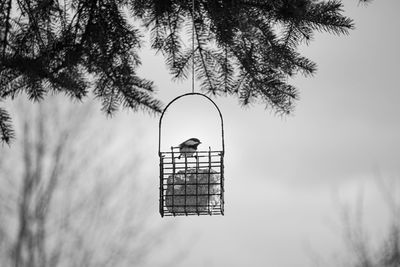 Low angle view of silhouette tree against sky