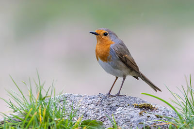 Close-up of bird perching on rock