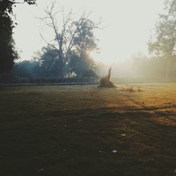 Sun shining through trees