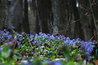 Close-up of flowers growing on tree