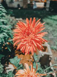 Close-up of red flower