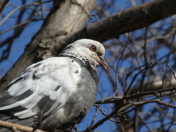 Close-up of bird perching on branch