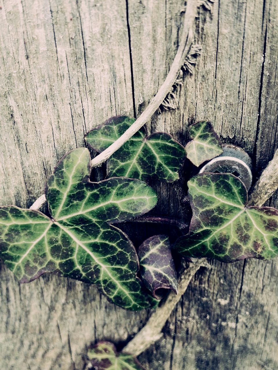 wood - material, leaf, food and drink, no people, green color, food, vegetable, freshness, healthy eating, close-up, indoors, nature, day