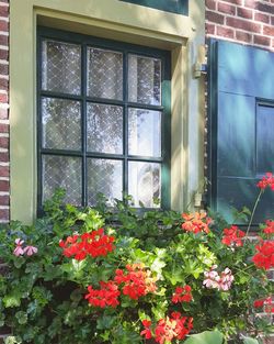 Flowers growing on window sill