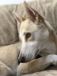 Close-up of dog resting