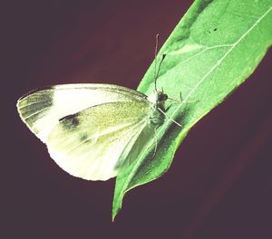 Close-up of butterfly on leaf