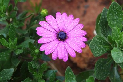 Close-up of purple flower