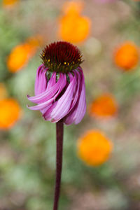 Close-up of pink flower