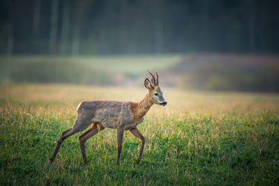 A beautiful portrait of young adult roe deer buck during spring sunrise. 