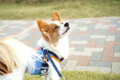 Close-up of dog sitting outdoors