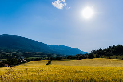 Scenic view of agricultural field against sky