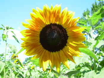 Close-up of sunflower