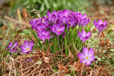 Close-up of purple crocus flowers on field