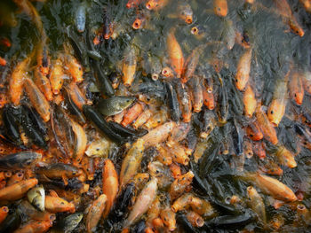 High angle view of fish feeding in pond