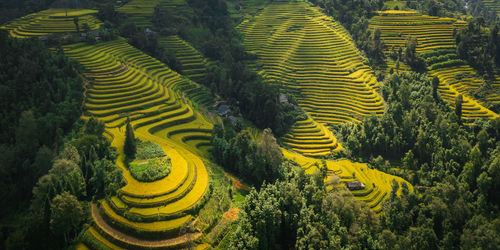 High angle view of plants