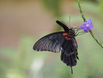 Close-up of butterfly pollinating on purple flower