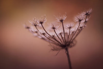 Close-up of dried plant