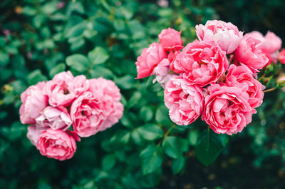 Close-up of pink roses