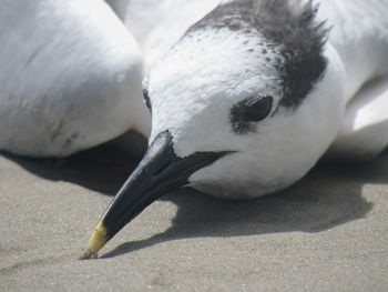 Close-up of bird