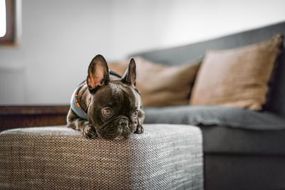 Cute french bulldog dog on sofa at home