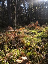 Plants growing on land in forest