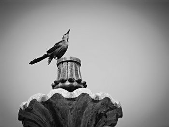 Low angle view of birds against clear sky