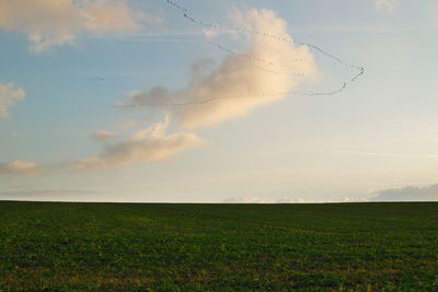 Scenic view of field against sky