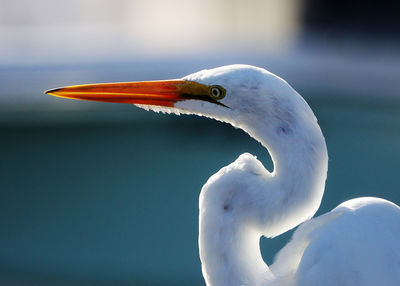 Close-up of bird