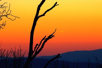 Silhouette of trees at sunset